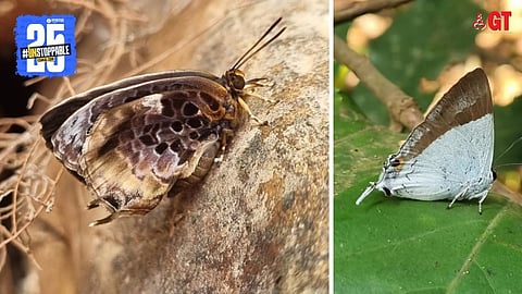 During this year's City Nature Challenge, some rare species like the Aberrant Oakblue and the Banded Royal butterfly were documented in Goa. 