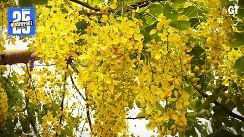 The golden shower tree bloom in Goa at this time of year.