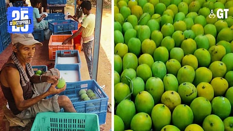 Mangoes are treated with a Carbendazim solution, and then wiped dry.