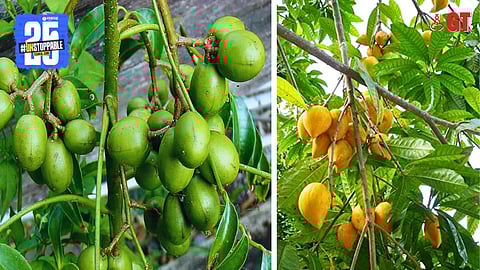 Hog plums (left) and canistel (right) are among the fruits that ripen in Goa at this time of the year.