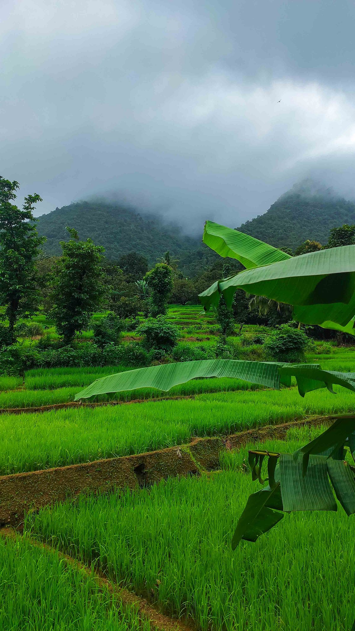 This monsoon, soak in the enchanting paddy fields of Goa