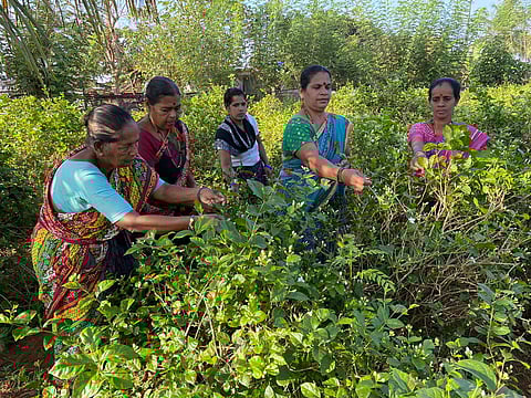 Sarita Polle (fourth from left) harvesting mogra buds along with other women at her plantation in Corjuem