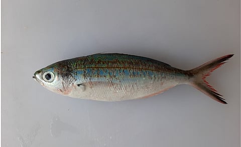 Picture for illustration