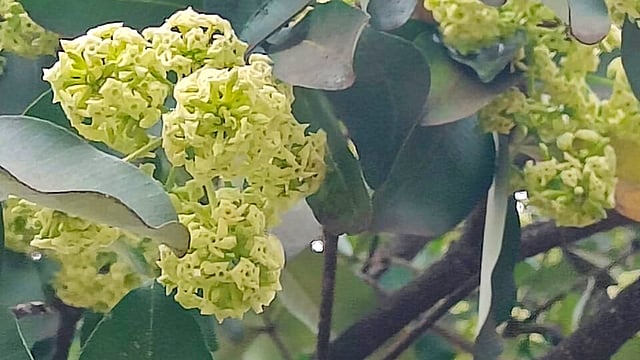 Saptaparni The enchantress of Sharad Ritu Gomantak Times