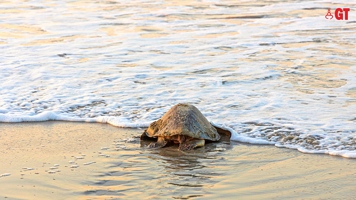 Goa Turtle Olive ridley turtles make late appearance in Ashwem, Goa|Gomantak Times