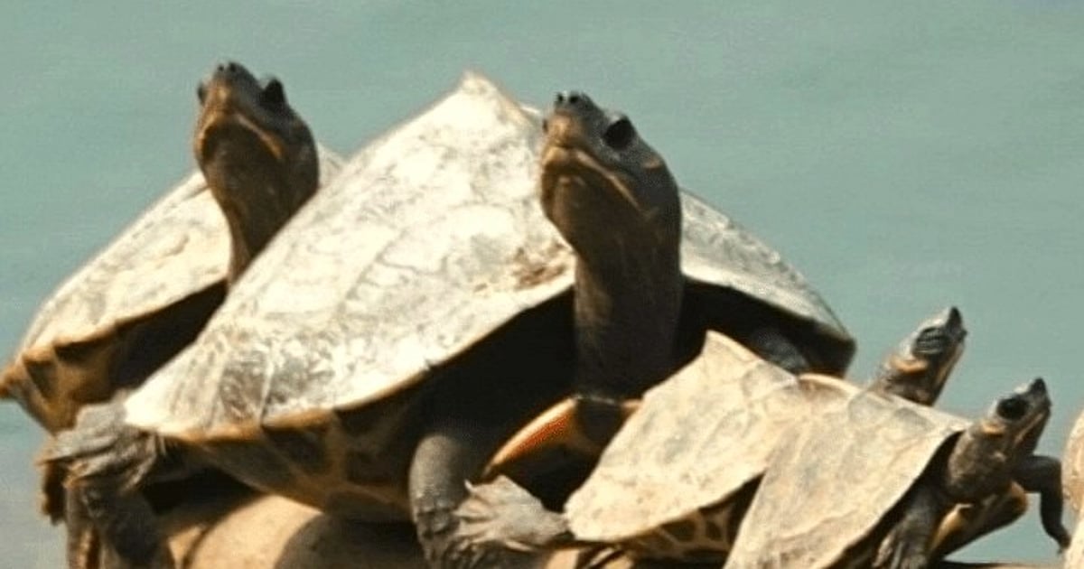 Goa Turtle Goa's turtle-nesting beaches await its annual visitors|Gomantak Times