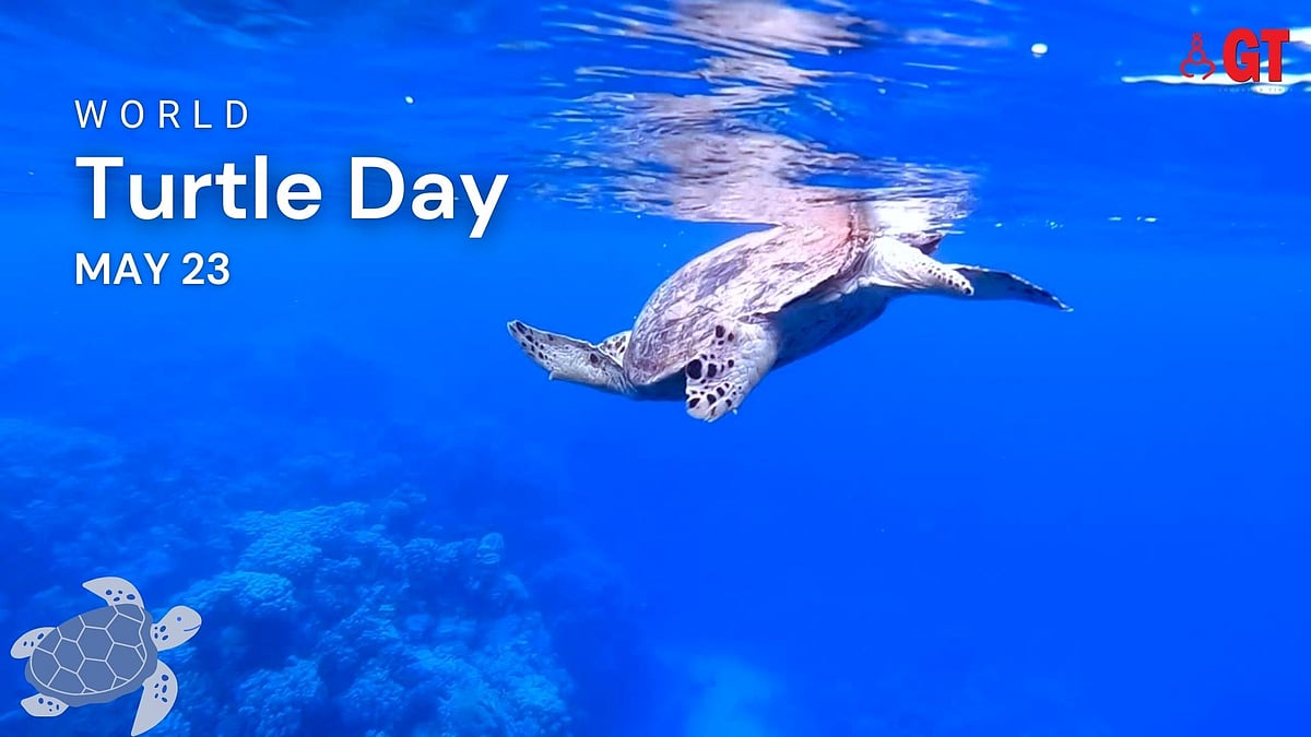 Goa Turtle Despite tourism footfalls, turtle nesting in Goa encouraging|Gomantak Times