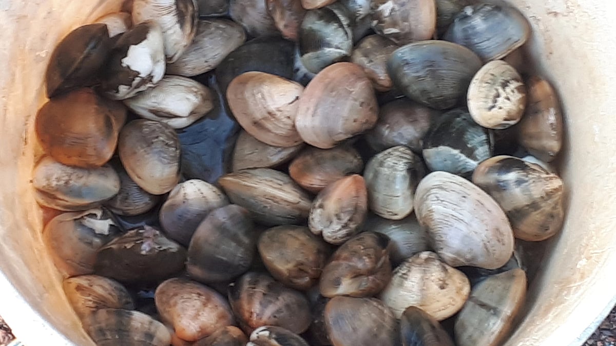 Goa's shellfish species virtually on death bed