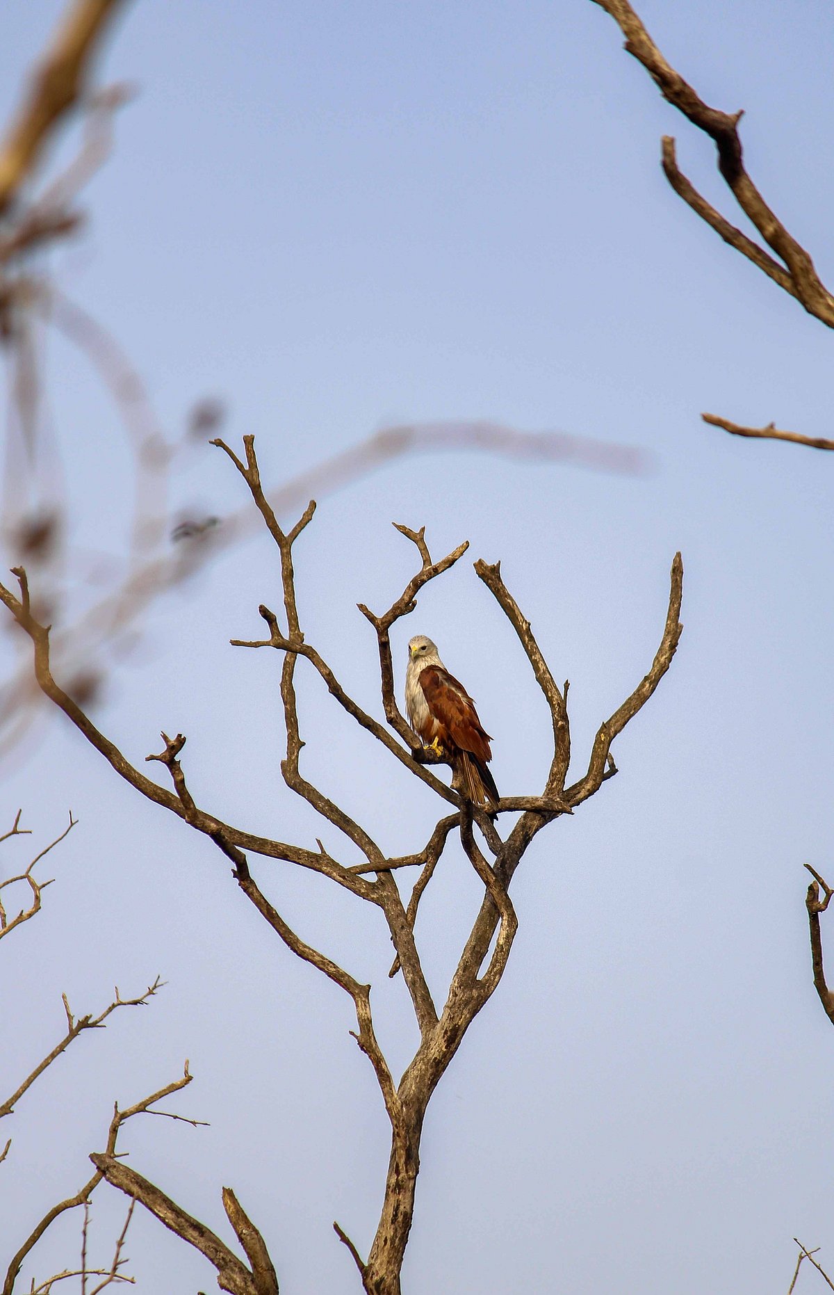 Mangroves in Goa: A dying habitat for birds||Gomantak Times