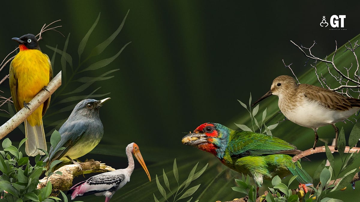 Goa Environment Goa Bird Atlas will gauge Goa's forests ecosystem: Pronoy Baidya ...