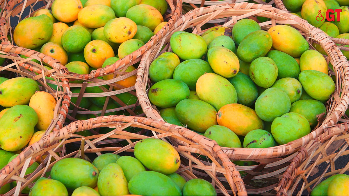 The profitability of off-season processed mangoes in Goa|Gomantak Times