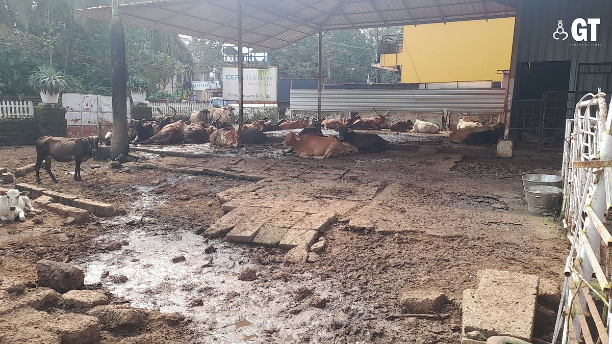 A Goan home where happy strays keep WAGging their tails|Gomantak Times
