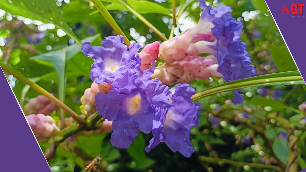 Bloomin' lovely Karvi flowers in Goa | Gomantak Times