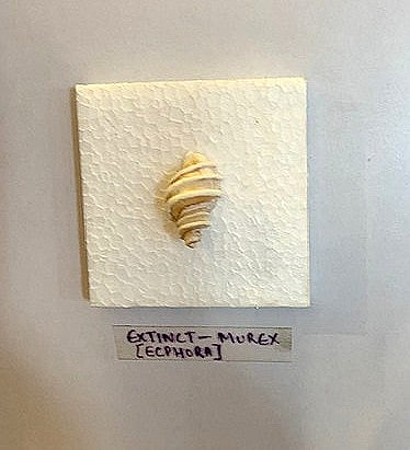 Discover this rare collector’s trove in Goa | Gomantak Times