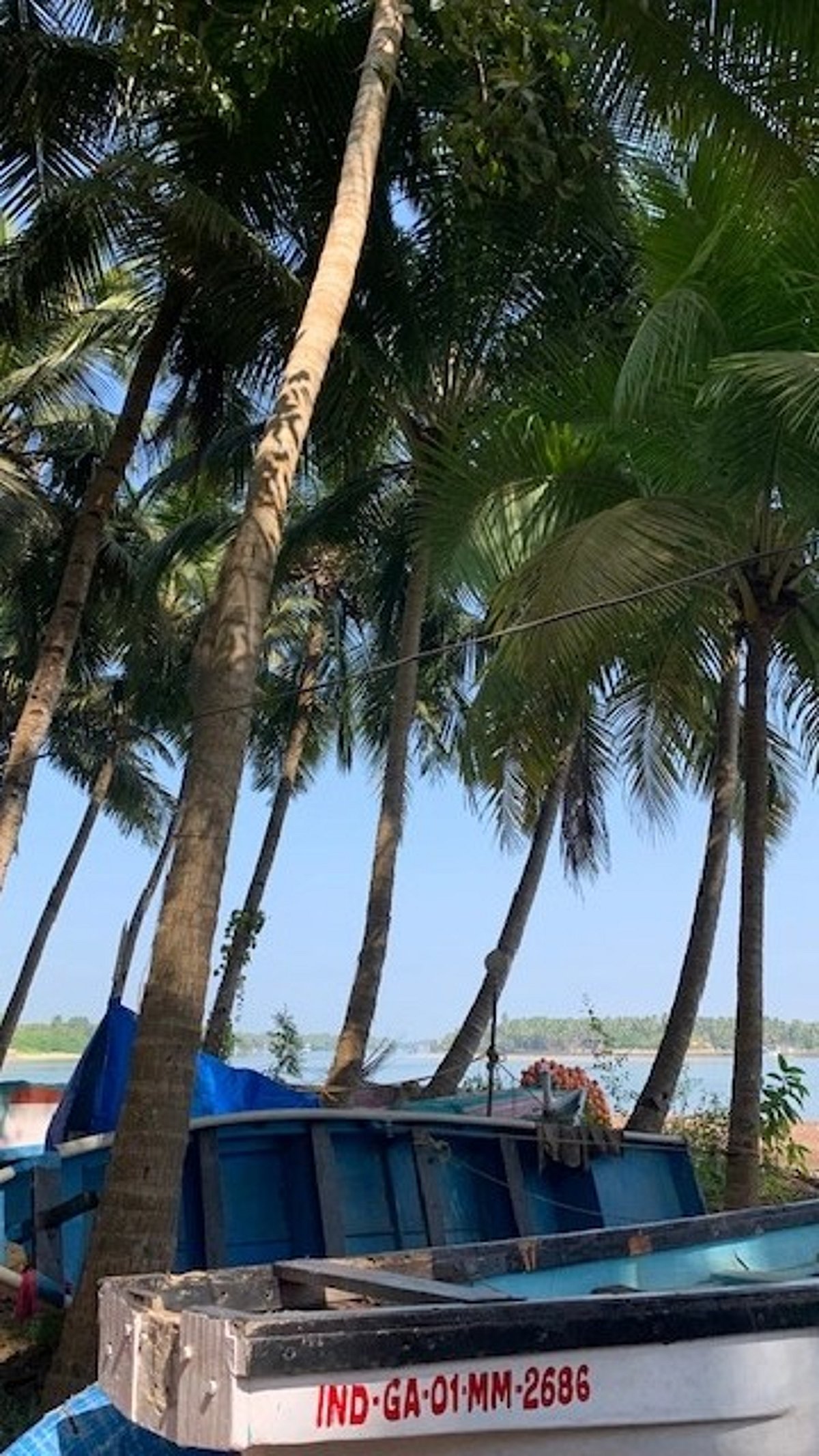 Se(a)e the beauty of shells at this museum in Goa's Betul|Gomantak Times