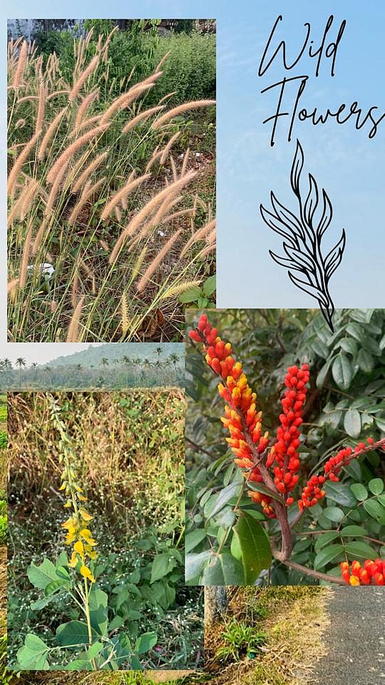 Discover Wild Medicinal Plants of Goa From Lantana to Candy Corn Plant