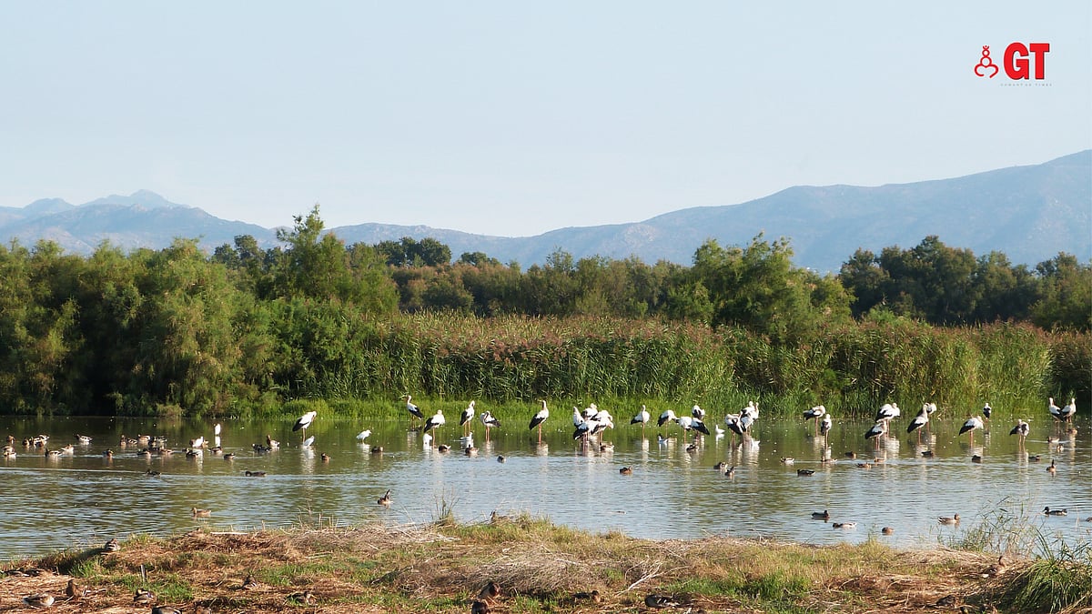 Preserve Goa’s wetlands to reduce human-wildlife conflict - Goa News ...