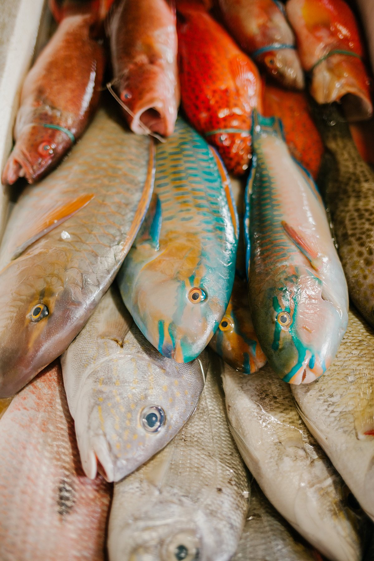 Will court allow Goa seafood festival on Miramar beach? | Gomantak Times