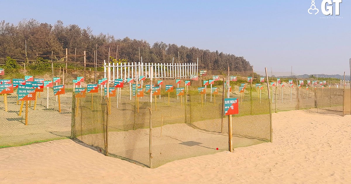 Goa Turtle Record-breaking turtle nesting season in Goa|Gomantak Times