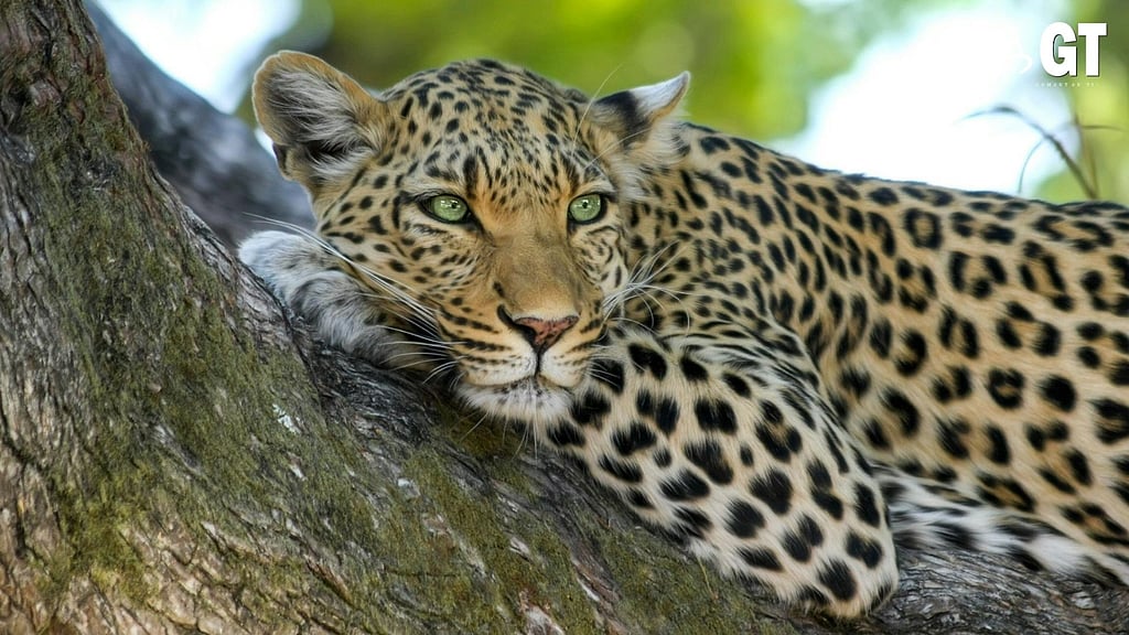 It's time to spare a thought for Goa's leopards | Gomantak Times
