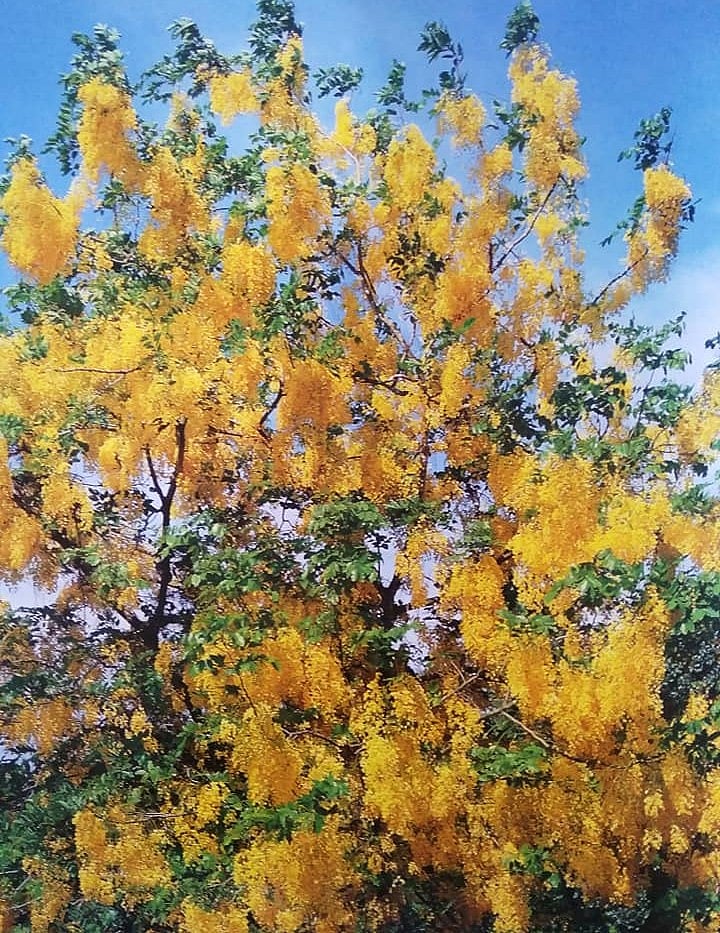 Amaltas: Goa's Stunning Yellow Flower Tree | Gomantak Times