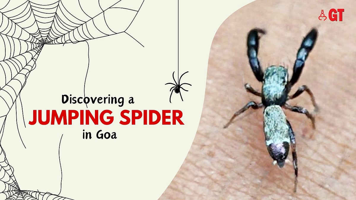Goan weaves a web of success with her spider discovery | Gomantak Times