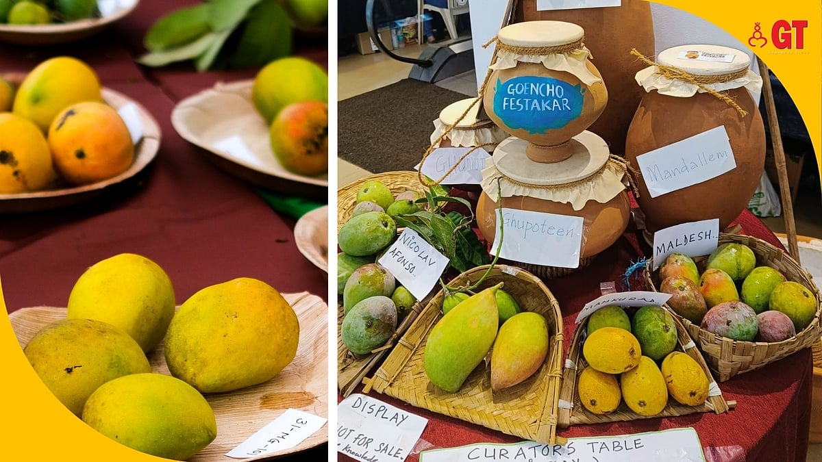 Where have the Goan mangoes gone? Gomantak Times