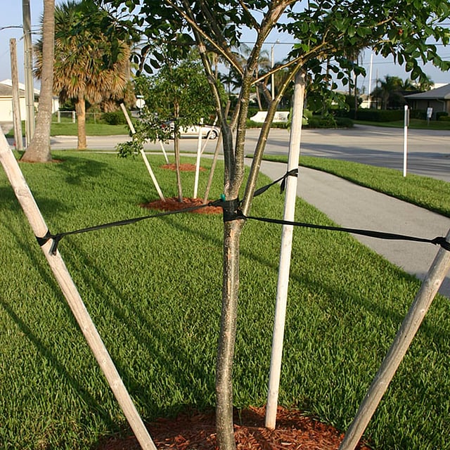 Pole planting to make instant trees in Goa Pole Planting In Goa