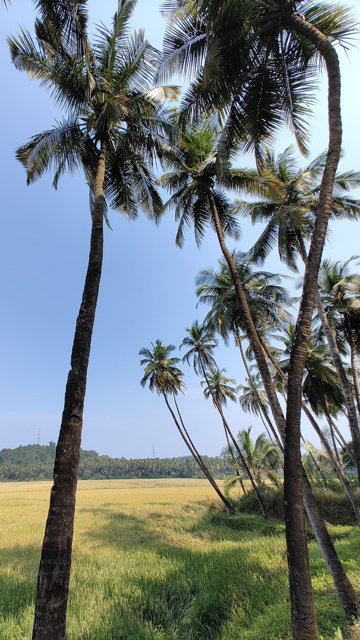 Agritourism: Blend travel with a unique experience in Goa | Gomantak Times