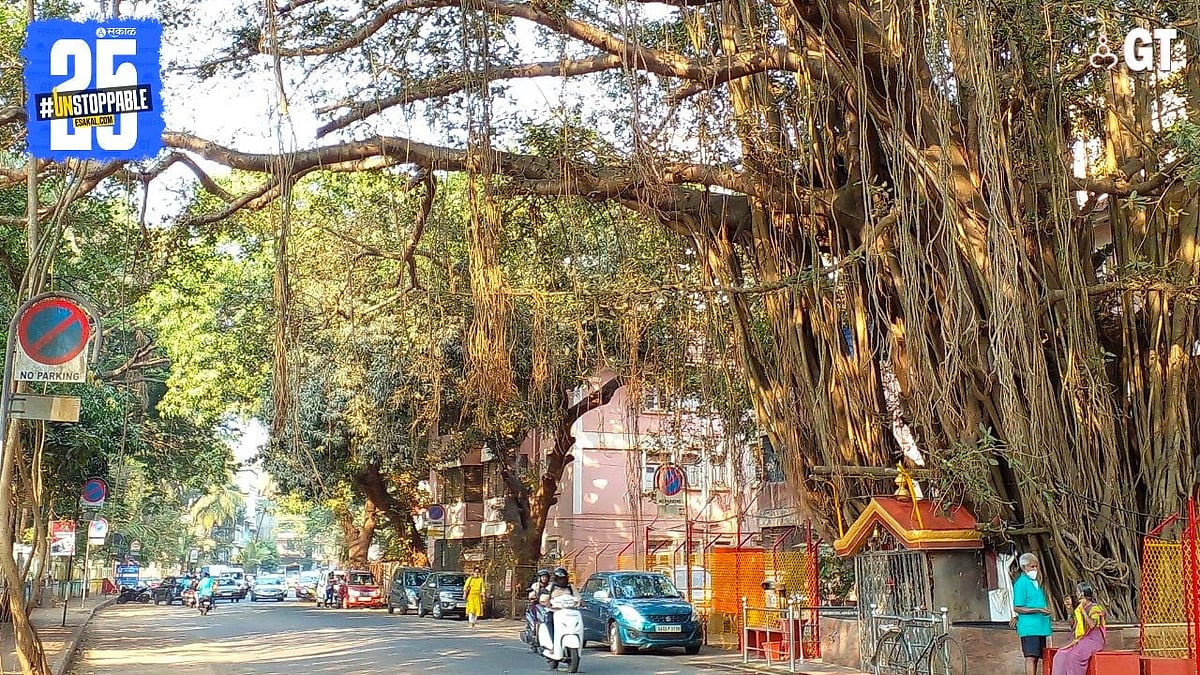 The banyan tree is where nature and culture meet in Goa| Gomantak Times