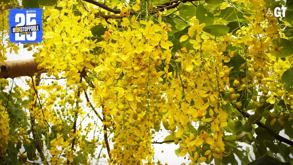 Goa Tree Image In Goa, the stunning blooms of this tree attract bees | Gomantak Times