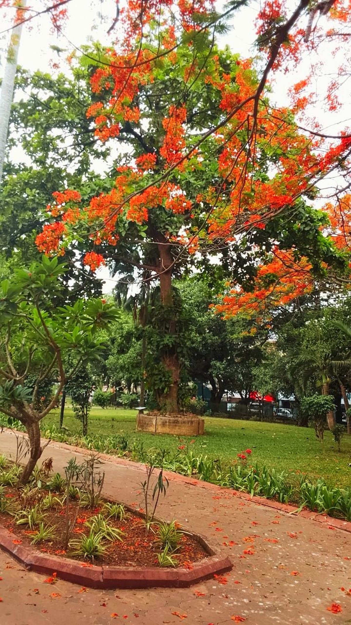 Goa Tree Image When Goa’s landscape wears red in summer | Gomantak Times