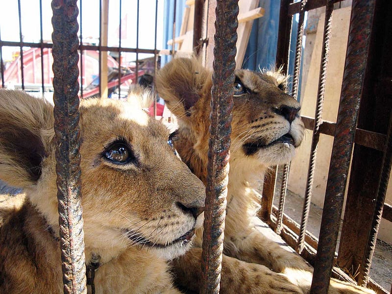 181222 lion cubs