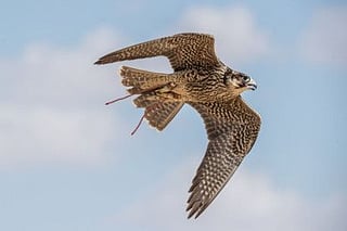 Seller held civilly liable after falcon traced to another owner. [Illustrative image]