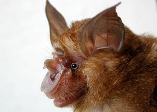 Experts recommend that any direct human contact with a bat, even without visible injuries, should immediately be discussed with local public health authorities so that post-exposure prophylaxis (PEP) can be considered.

