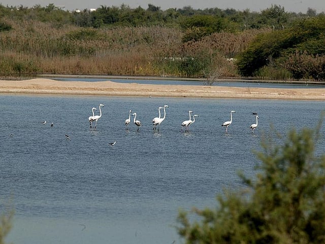 Abu Dhabi’s EAD Deploys Drones and Geospatial Tech to Expand Desert Restoration Efforts
