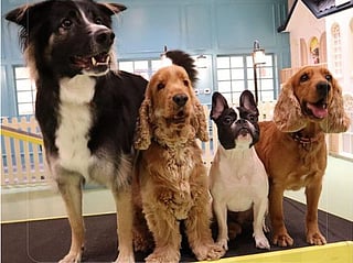 Living in JVC, JVT or JBR? There's a pet event coming to your community