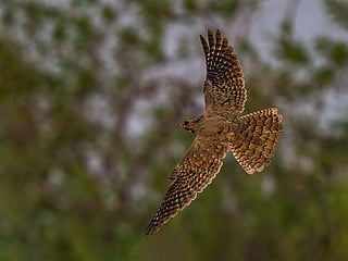 The Egyptian nightjar displays its glowing golden wings.