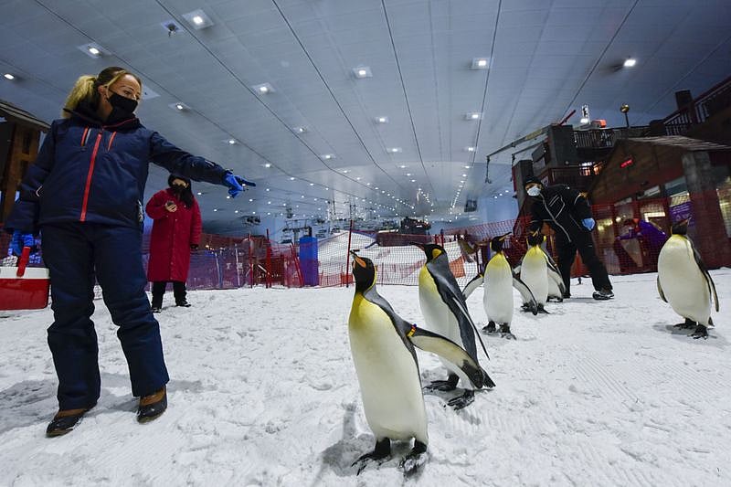 Ski Dubai-1691829327033