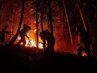 Wildfires have severely impacted south-central Chile in recent years.