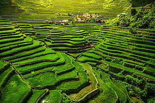 Scientists dig deep to make rice drought-resistant — literally