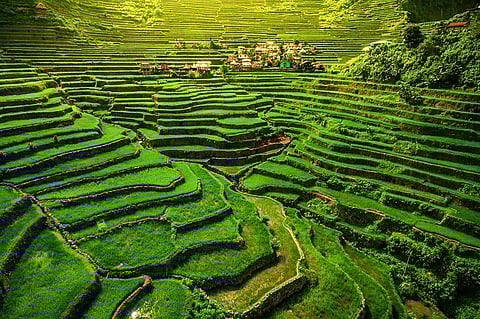 Banaue Rice Terraces in the Philippines: Hailed as the "Eighth Wonder of the World", the terraces are a remarkable feat of ancient engineering. These cascading terraces, which the Ifugao people carved into the mountains more than 2,000 years ago, create an incredible panorama for rice farming.