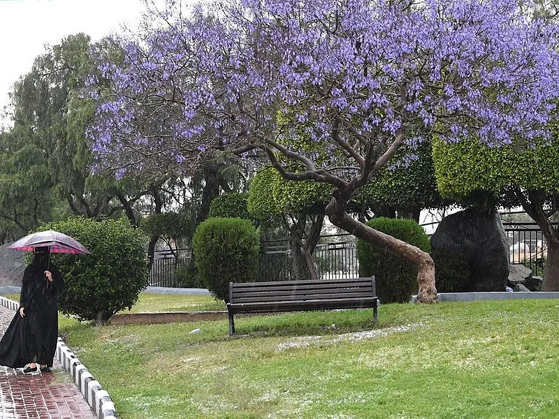 jacaranda 