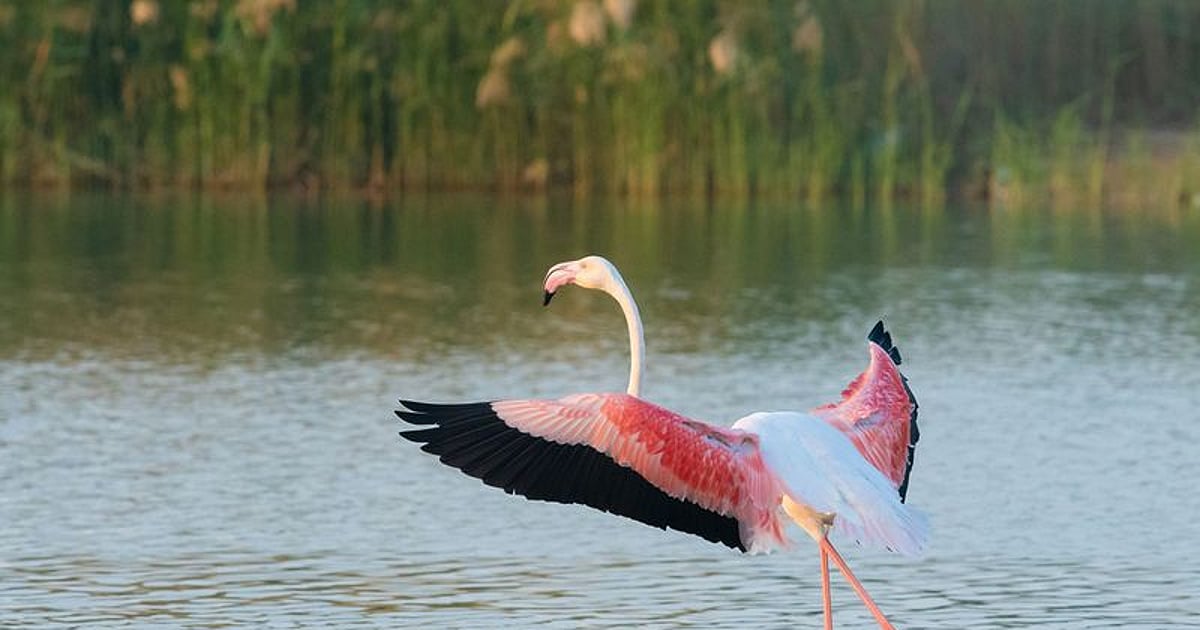 UAE protects two million migratory birds each year, ministry says