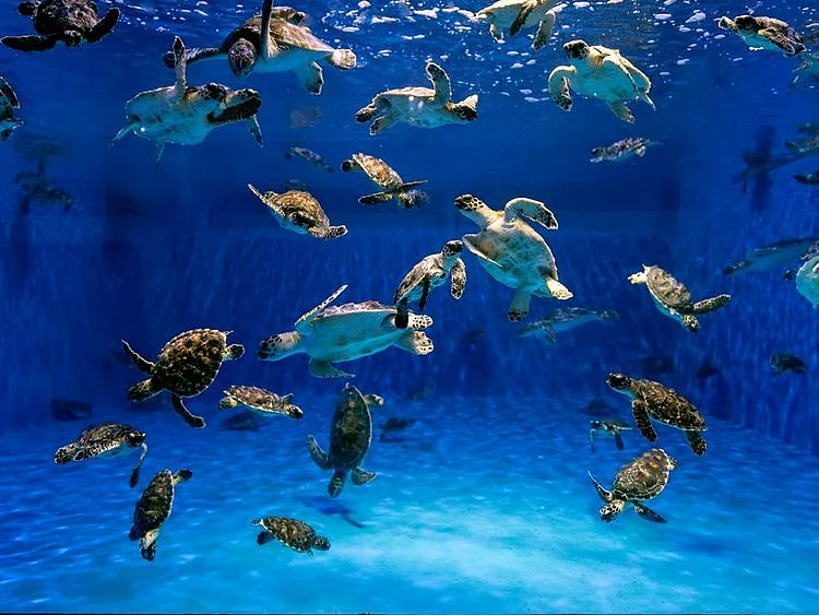 Sea turtles