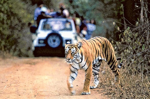 A tiger crosses the road in Ranthambore National Park in India’s northwestern Rajasthan state.