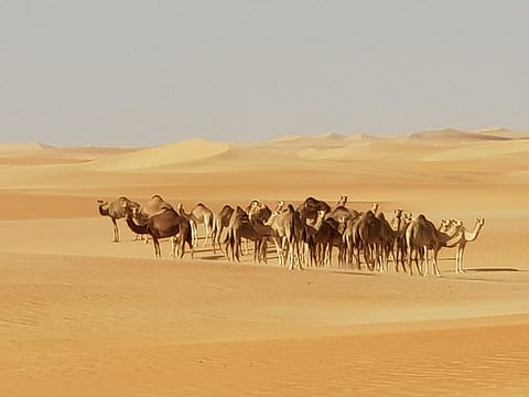Caravan of camels spotted