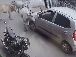 Watch: Herd of cows blocks car, rescues calf dragged for 200m in India