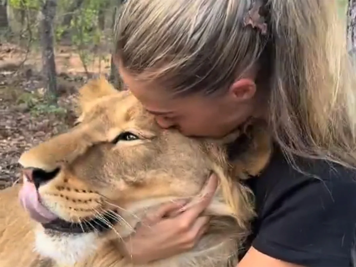 The video circulating on social media has showcased an unexpected side of these majestic predators.