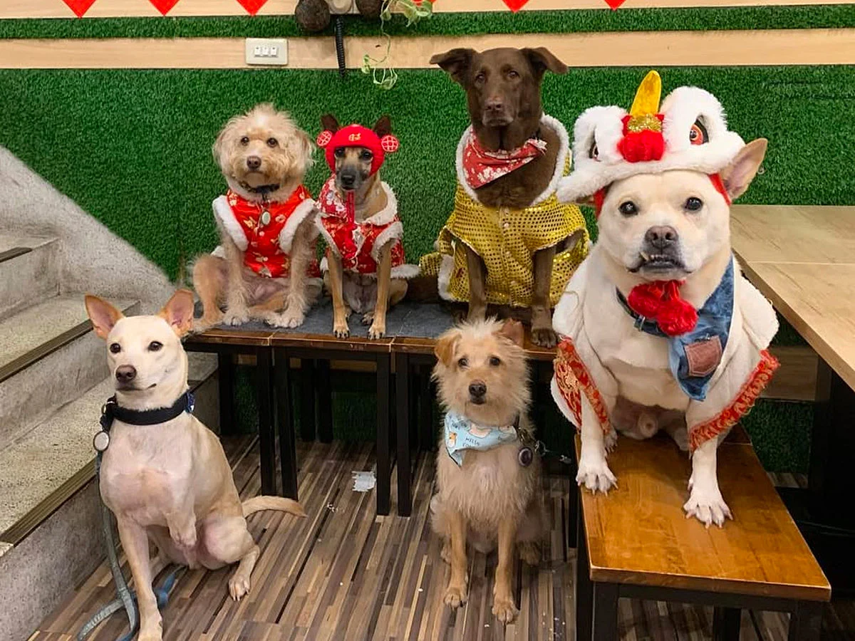 Customers at the Bring Wang Hope Cafe are advised to not feed the dogs any other food, other than their treats which are placed in the bag.